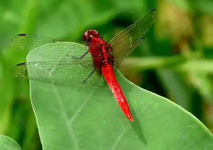 Rhodothemis rufa male