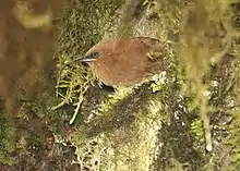 Rufous wren