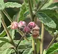 Rulingia magniflora