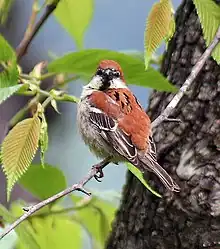 Male perching on a thin bare branch among young leaves