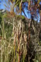 Flowering heads