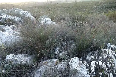 In its native renosterveld habitat