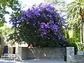 Giant bougainvillea in the Domaine de Baudouvin