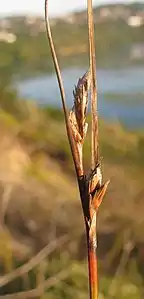 Flowering head