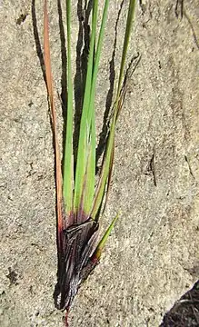 Flat flowering stems of Schoenus complanatus