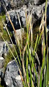 Flowering heads