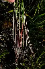 Bases of flowering stems (culms)