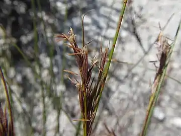 Flowering heads