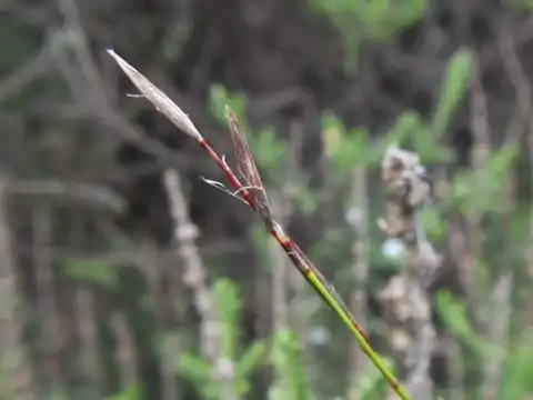 Flowering head