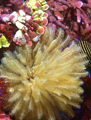 Sabellidae sp. with radioles extended