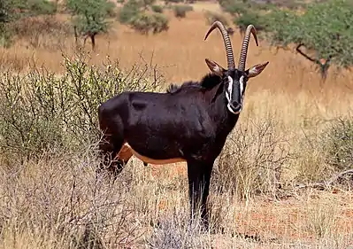 Image 15Sable antelopePhotograph credit: Charles J. SharpThe sable antelope (Hippotragus niger) is an antelope which inhabits wooded savanna in eastern and southern Africa, from the south of Kenya to South Africa, with a separate population in Angola. The species is sexually dimorphic, with the male heavier and about one-fifth taller than the female. It has a compact and robust build, characterized by a thick neck and tough skin, and both sexes have ringed horns which arch backward. The sable antelope has four subspecies.This picture shows an adult male common sable antelope (H. n. niger) in the Tswalu Kalahari Reserve, South Africa.More selected pictures