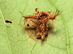 Saddleback Caterpillar remains