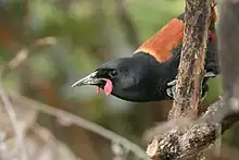 North Island saddleback, Philesturnus rufusater