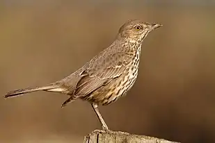 Sage Thrasher