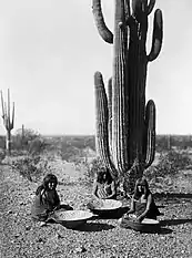 Gathering saguaro fruit in 1907