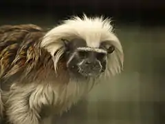 Cotton-top tamarin