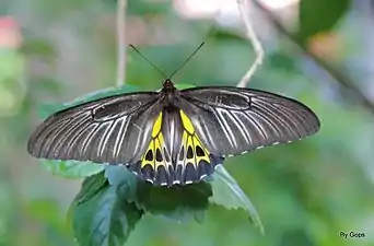 Imago (dorsal view)