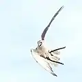 Flying bird at bird show