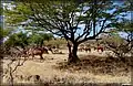 Trees and camels