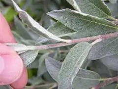 View showing twig and leaf petioles