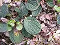 Upper surface of leaf.