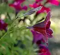 Salpiglossis sinuata flower in profile.