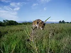 Salt marsh harvest mouse(Reithrodontomys raviventris), is an endangered species endemic to the wetlands of the San Francisco Bay with a high salt tolerance.