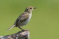 Saltmarsh sparrow