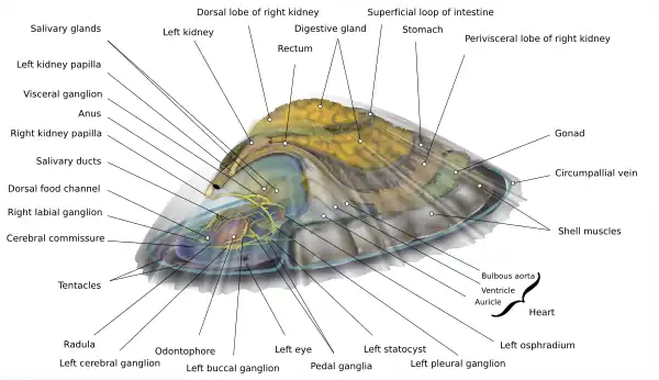 Internal anatomy without most musculature or circulatory information