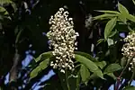 Inflorescence and foliage