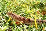 Southern alligator lizard