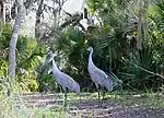 Sandhill cranes on Hontoon Island