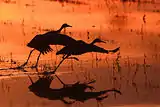 Sandhill cranes at Bosque del Apache National Wildlife Refuge during the Festival of the Cranes.