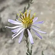 S. gypsophila flower head