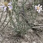 S. gypsophila base, stems, and leaves