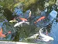 Koi pond