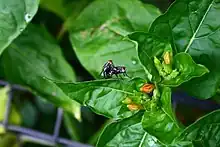 Sarcophaga carnaria flesh flies mating