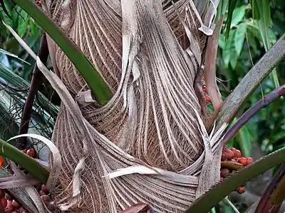 The disintegrating frond bases on the trunk of the palm