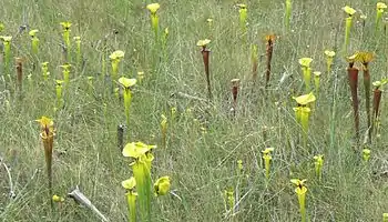 A "pitcherplant meadow" in the Florida panhandle, with mixed varieties of Sarracenia flava: var. rugelii, var. ornata, and var. rubricorpora