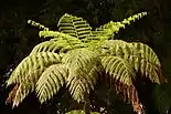 Another fern