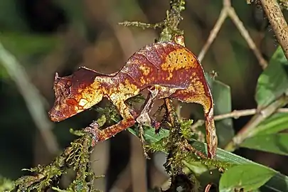 At Ranomafana National Park