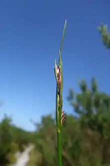 Flowering head