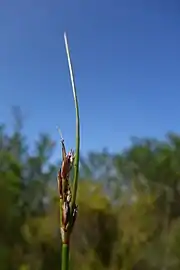 Flowering head