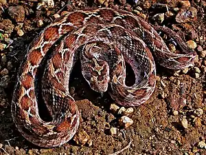 Dorsal view