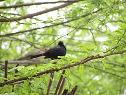 Saxicoloides fulicatus at the Bhindawas Wildlife Sanctuary