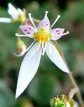 Saxifraga stolonifera