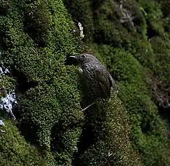 in Kullu - Manali District of Himachal Pradesh, India