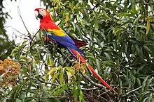 A red parrot with a light-pink face, a white beak, a black jaw, yellow shoulders, and blue wings