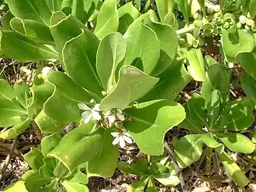 Leaves and flowers