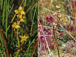 Stem with seeds, left; winter stem, right